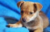Piesek do adopcji
