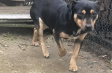 Pieski do adopcji czekają na nowy dom!