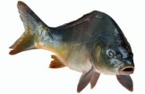  Karp na wigilijnym stole