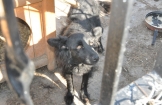 PIESEK DO ADOPCJI